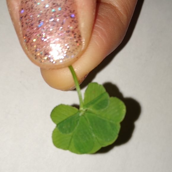 🍀 Real Wild Five 5 Leaf Clover Rare Luck REAL Found 4/26/23 in USA yard Lucky - Picture 12 of 17